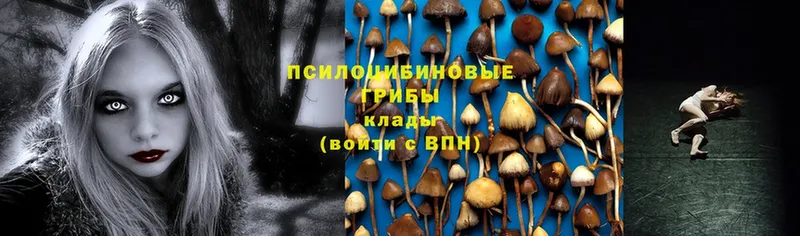 Псилоцибиновые грибы Magic Shrooms  где продают   Новомичуринск 